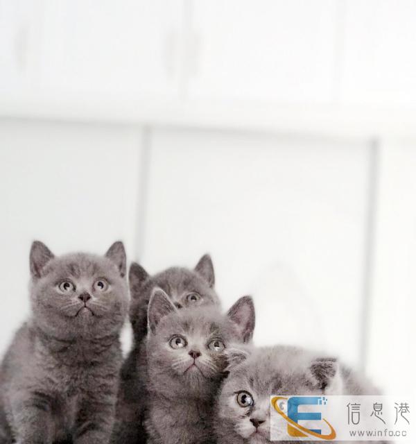 家养蓝猫两个月