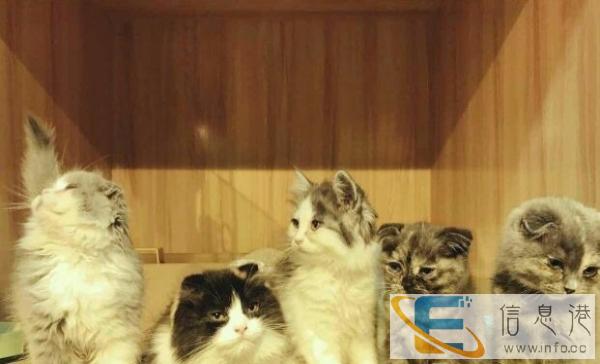 活泼健康可爱折耳猫