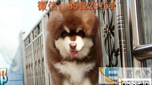 西宁哪里有卖阿拉斯加 纯种阿拉斯加雪橇犬价格 灰色熊版