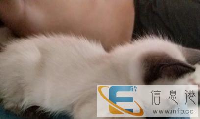 个人三个月的暹罗猫急