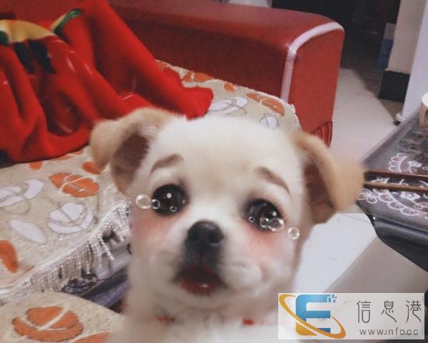 求好心人赠送一只狗