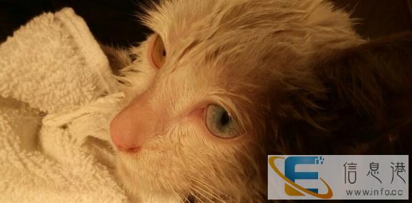 白色黄蓝异瞳猫