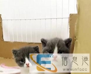 实体店出窝加菲猫金吉拉布偶猫蓝猫金渐层短毛猫