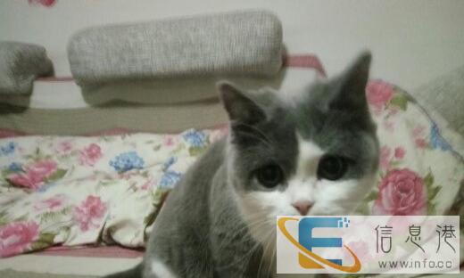 英短小母猫寻主人啦