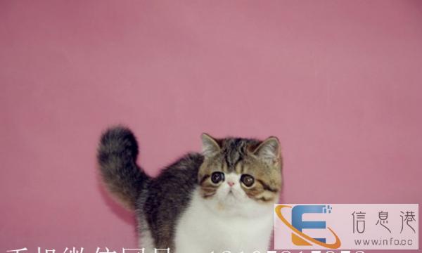 加菲猫宝宝满月了开始预定啦