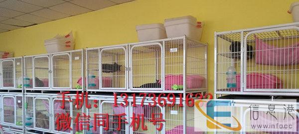 出售小可爱萌萌哒短毛猫猫咪 加菲体型肥大,健康活公母都有