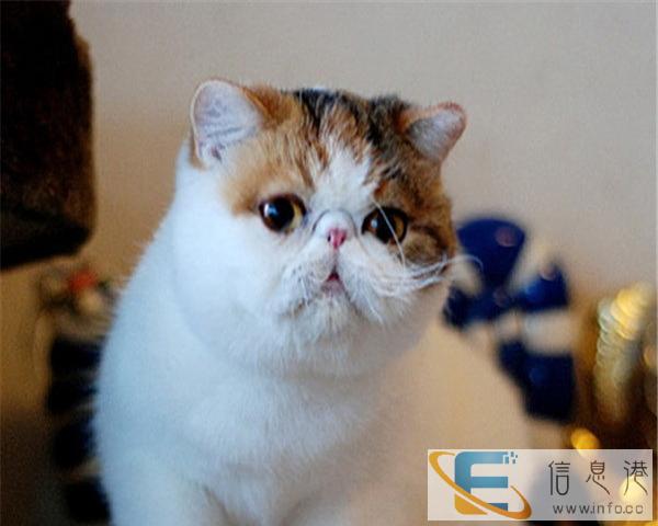 猫舍低价出售加菲猫包纯种保健康疫苗已做好喜欢请加我