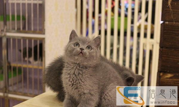 蓝猫 渐层 美短 加菲 折耳猫包健康