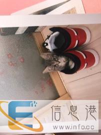 小母猫找个男朋友