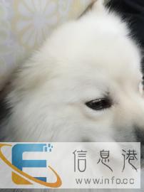 精品萨摩耶借配两岁半