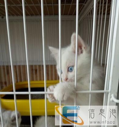 自己家繁殖的英短蓝猫,蓝白,乳白幼仔