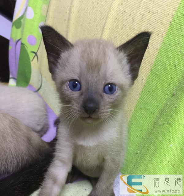 暹罗宝宝找靠谱好人家