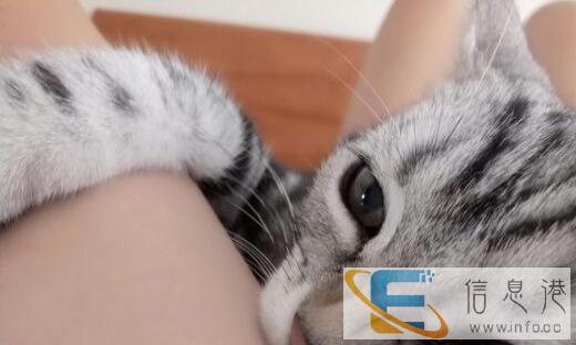 4个月小公,美国虎斑