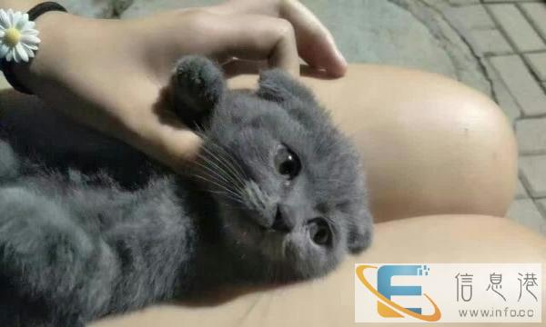 蓝白,纯蓝,无毛,渐层,金吉拉