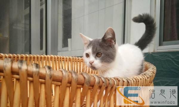 英短蓝白樊小公找新家