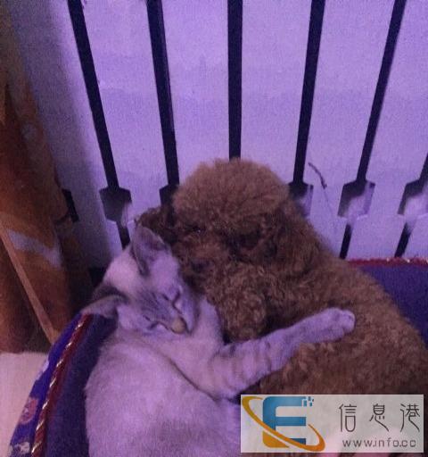 暹罗虎斑猫带走