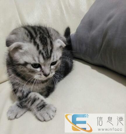 家养美短幼猫出售