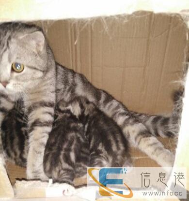 小虎斑猫出售中