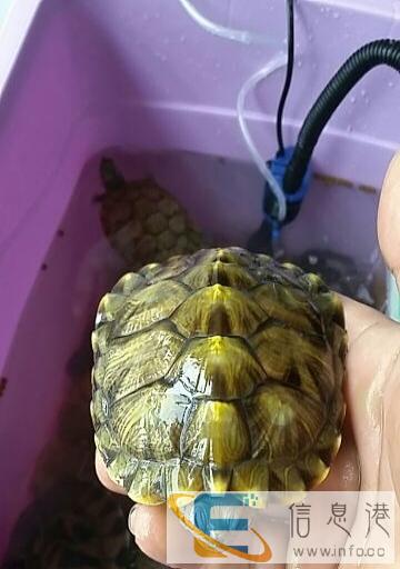 自己家养的巴西龟