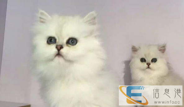 自己养的金吉拉生的一窝小金吉 拉咪咪,包纯种健康