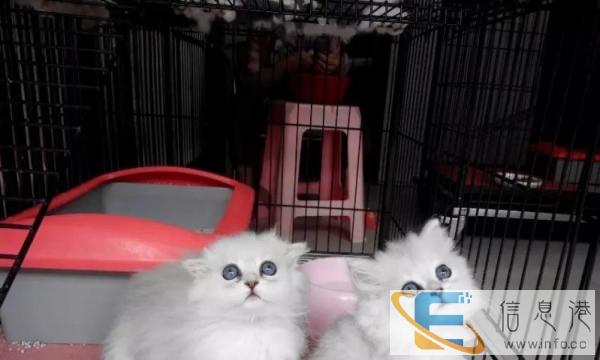 低价销售金吉拉包纯种保健康包活可签协议