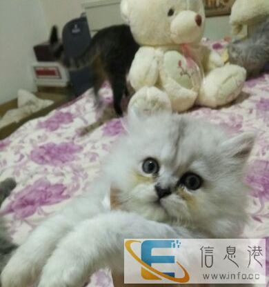 自己繁殖金吉拉