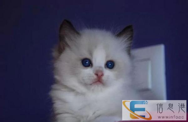 出售自家繁殖的布偶猫 乖巧亲人