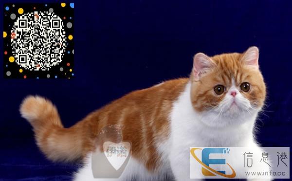 伊诺经典 加菲 重磅来袭-TICA认证血统