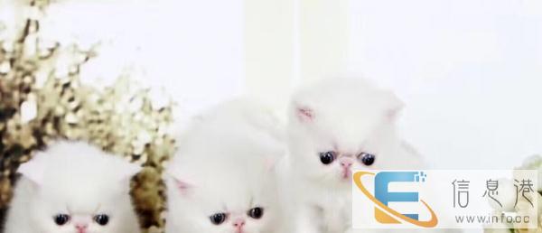 蓝猫加菲美短苏格兰折耳