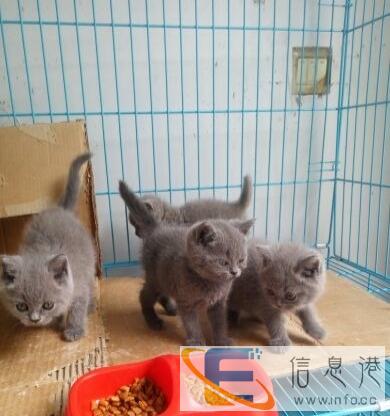 超萌蓝猫寻铲屎官