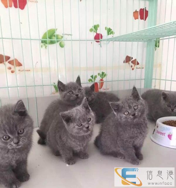 漂亮的小蓝猫转让,价格不贵