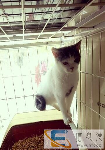 英短银渐层,加菲,蓝猫成母