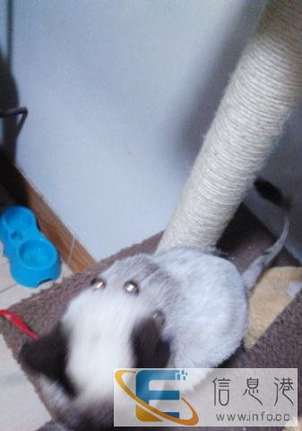 转让暹罗猫一只