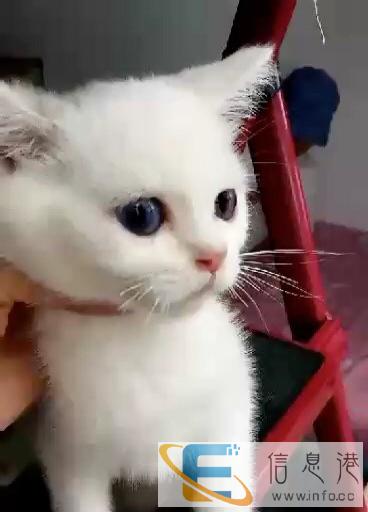 转手一只英短白猫