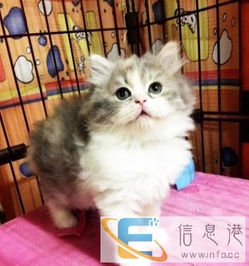 高地立耳三花长毛猫 寻好主人