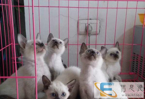 自家繁殖-0---多窝暹罗猫包送货