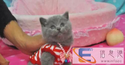 自己虎斑猫生产的优质品种小虎斑猫弟弟妹妹