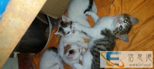 赠送断奶小猫咪,会吃,会用猫砂