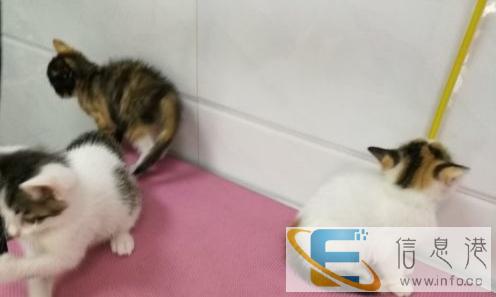 双满月花猫低价卖a