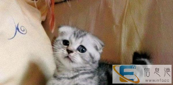 出售呆萌性格乖巧苏格兰折耳幼猫 大眼睛圆脑袋