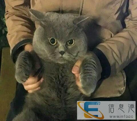 本人想要一只英短蓝猫