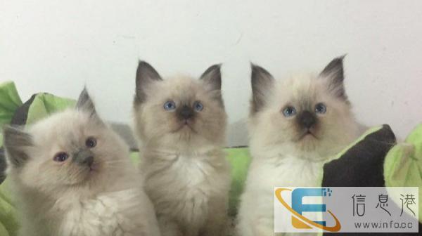 出售家养布偶幼猫一窝 2个多月了,公母都有可上门 挑选