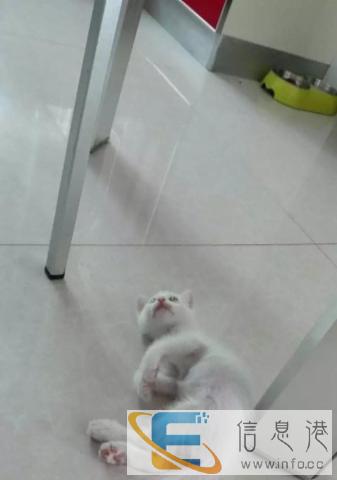 免费赠送可爱小白猫