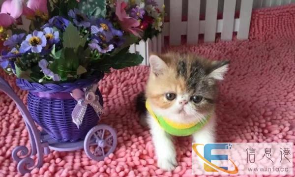 猫舍直销纯种 家养 幼猫 散养加菲猫 多只待售