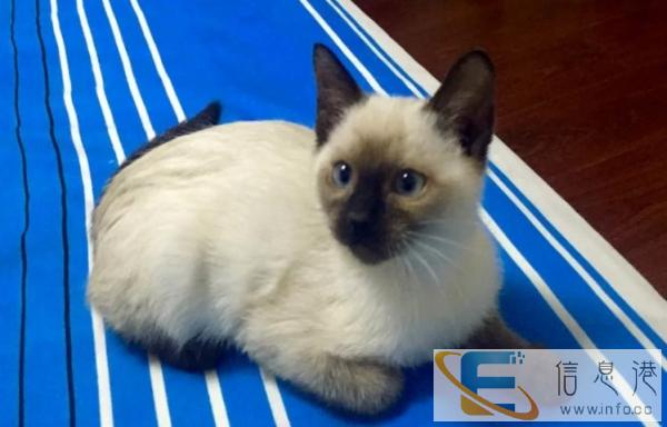 出售高品质暹罗猫幼猫权威认证 健康有保