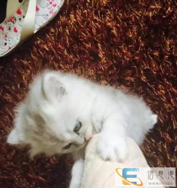 貌美金吉拉求新家