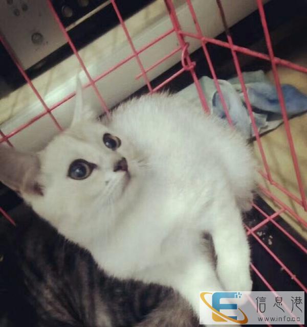 2个月英短渐层弟弟打包了