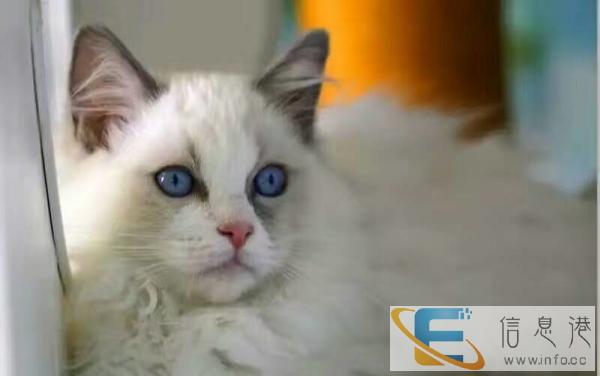 进口布偶猫,包健康包纯种,公母均有