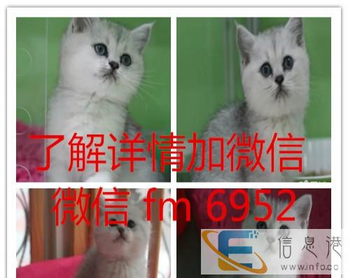 家养海豹重点色山猫超完美纯种布偶猫弟弟 全款