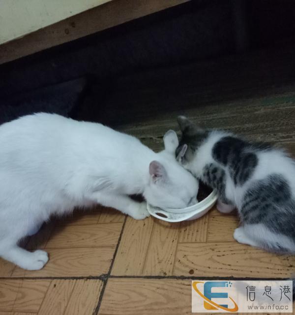 9月大的白猫赠送